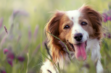 Imagen principal HOME